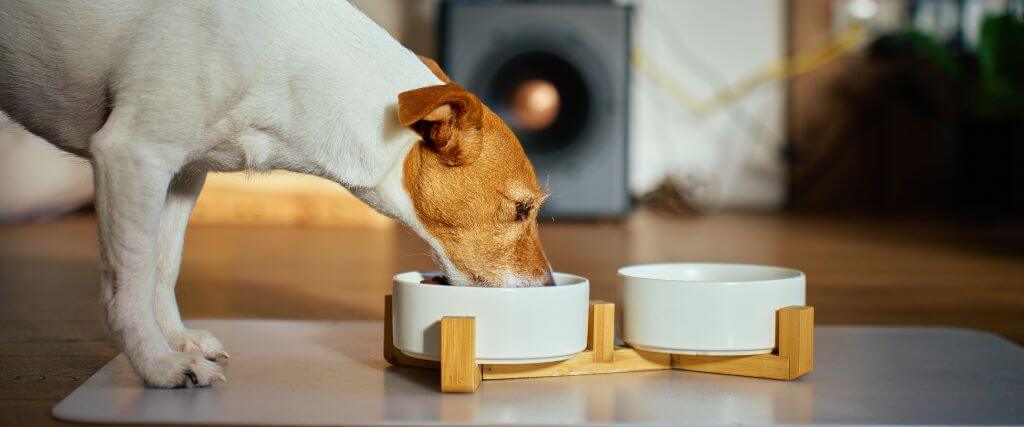Tips to Keep Your Pet at a Healthy Weight